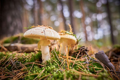 Close-up of mushroom growing on field