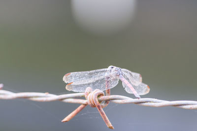 Close-up of insect