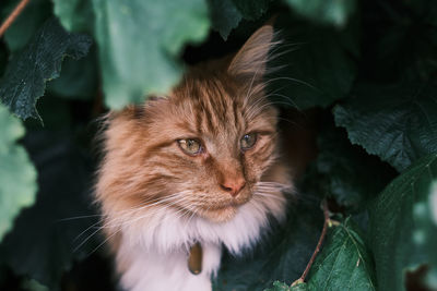 Close-up portrait of a cat