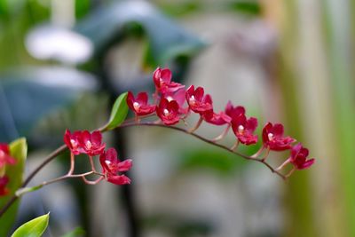 Close-up of red flowering plant