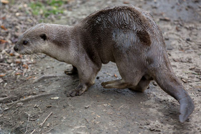 Otter on field