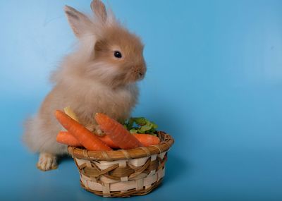 View of an animal against blue background