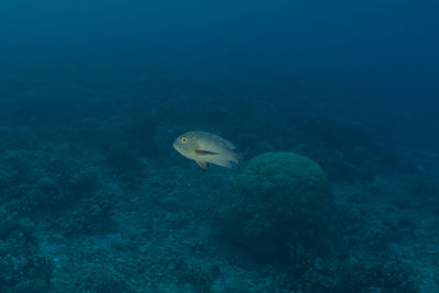 High angle view of fish swimming in sea