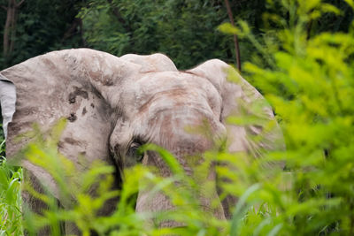 Close-up of sheep on field