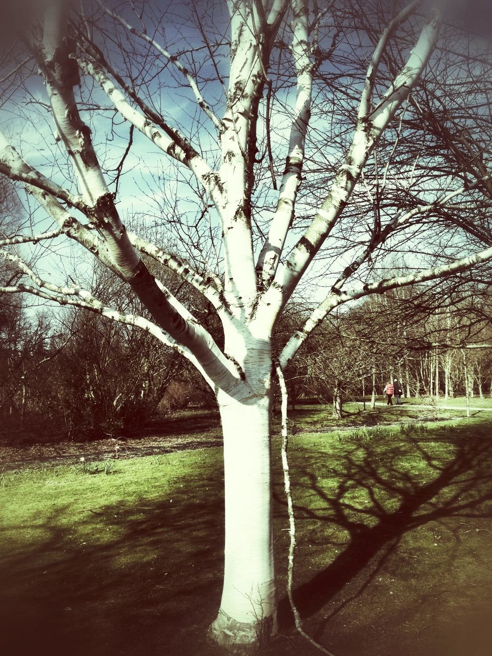 tree, branch, bare tree, growth, park - man made space, nature, tree trunk, grass, tranquility, built structure, day, fence, sky, field, beauty in nature, outdoors, architecture, no people, tranquil scene, sunlight