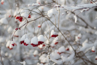 Close-up of tree in winter 