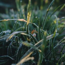 Close-up of lizard on grass