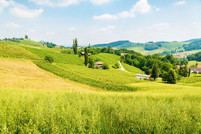 Scenic view of agricultural field against sky