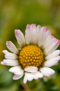 Close-up of pink flower