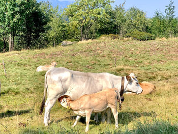 Cow standing on field