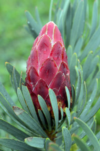 Close-up of wet pink flower