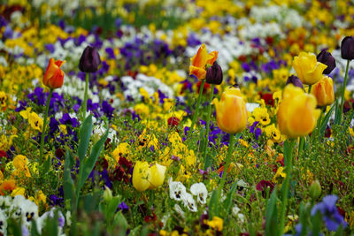 Close-up of colorful flowerbed in a field - tulips, forget-me-not, and pansy 