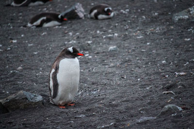 Close-up of penguin on land