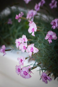 Close-up of pink flowers blooming on tree