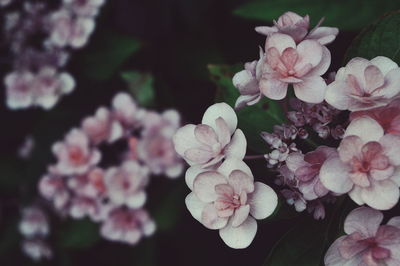 Close-up of fresh flowers blooming outdoors