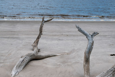 Driftwood on beach