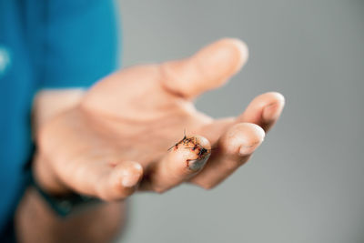 Close-up of hand holding insect