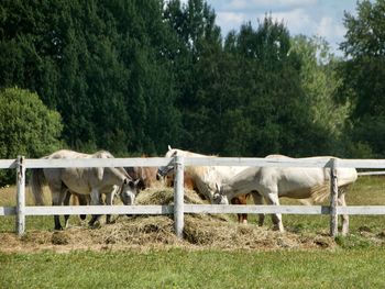 Horse standing in ranch