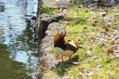 Close-up of duck in lake