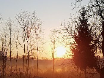 Silhouette trees against sky during sunset