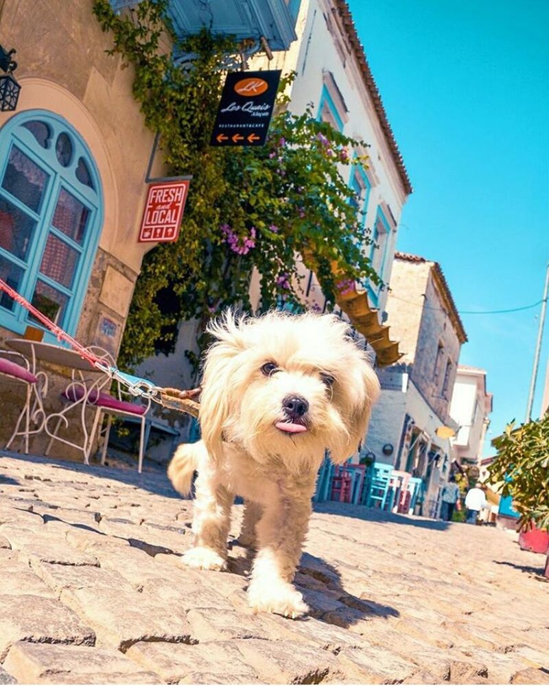 PORTRAIT OF DOG IN FRONT OF FARM