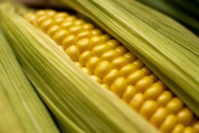 Close-up of corn