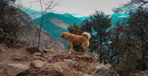 View of dog on rock