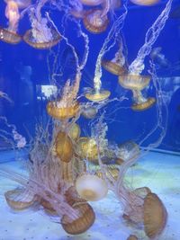 Close-up of jellyfish swimming in sea