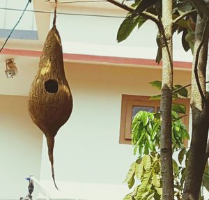 Low angle view of hanging from tree against sky