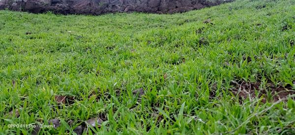 Full frame shot of grassy field