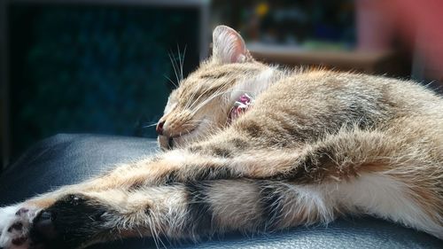 Close-up of cat sleeping