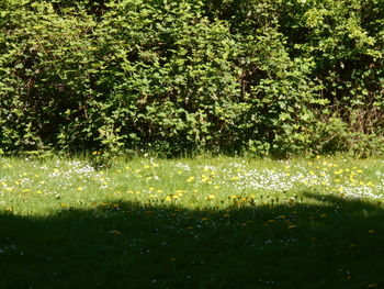 plant