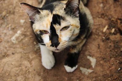 High angle portrait of cat on carpet