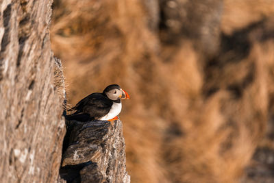 Close-up of bird perching on tree trunk