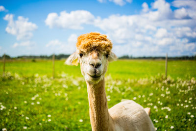 Portrait of ostrich on field against sky