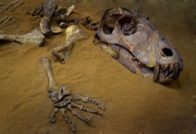 High angle view of animal skull