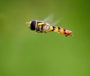 Close-up of insect flying over green background