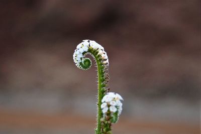 Indian heliotrope flower with black background