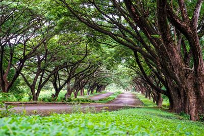 Road amidst trees in forest