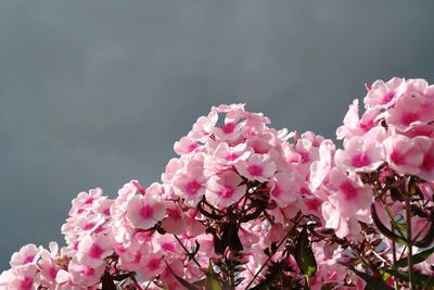 Pink cherry blossoms in spring