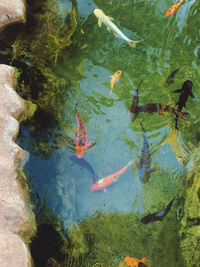 High angle view of fish swimming in lake