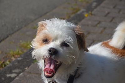 Portrait of white dog