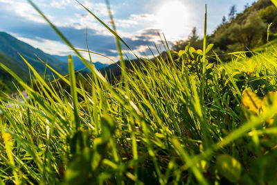 Close-up of crops growing on field against sky