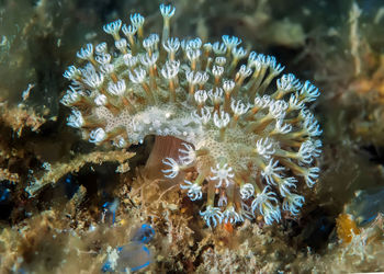 Close-up of coral in sea