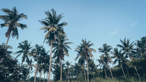 Low angle view of coconut palm trees against sky