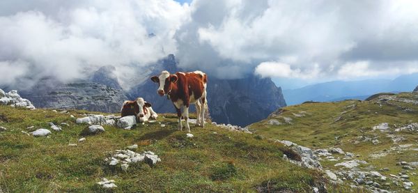 View of cows on mountain against sky
