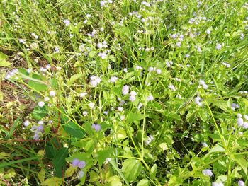 Full frame shot of flowering plants on field