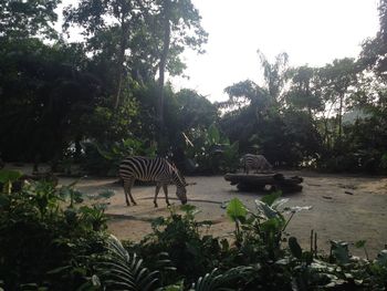 View of animals in forest against sky