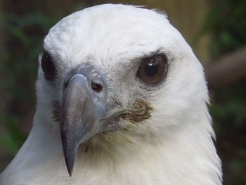 Portrait of white-bellied sea eagle