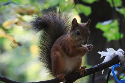 Close-up of squirrel on tree